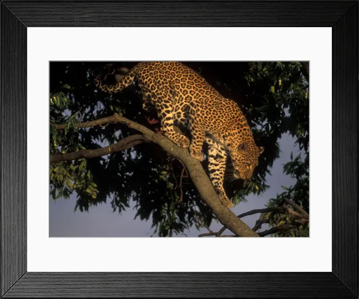 Framed Print : DDE-90020600 Framed Print : DDE-90020600
