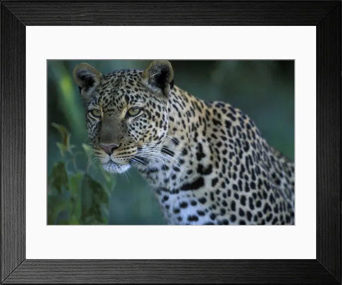 Framed Print : DDE-90020602 Framed Print : DDE-90020602