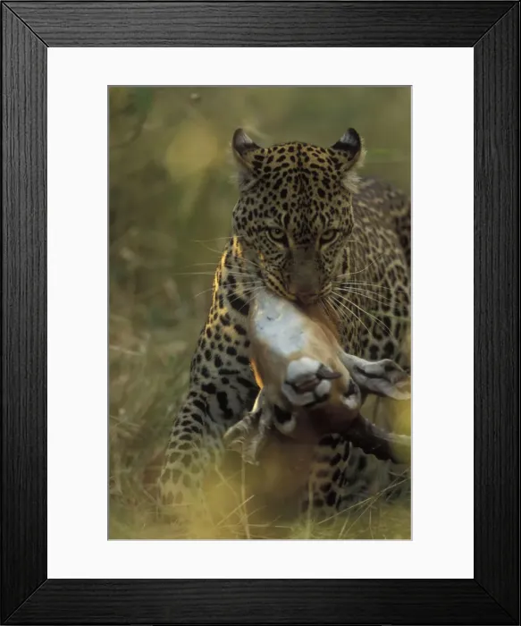 Framed Print : DDE-90020601 Framed Print : DDE-90020601