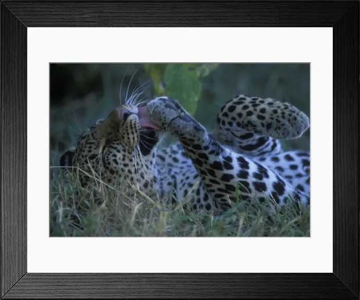 Framed Print : DDE-90020603 Framed Print : DDE-90020603