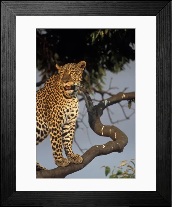Framed Print : DDE-90020604 Framed Print : DDE-90020604