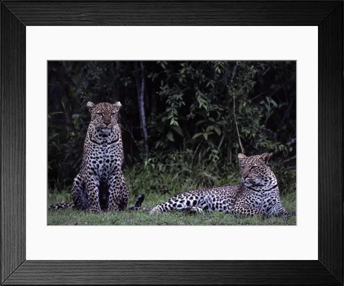 Framed Print : DDE-90020606 Framed Print : DDE-90020606