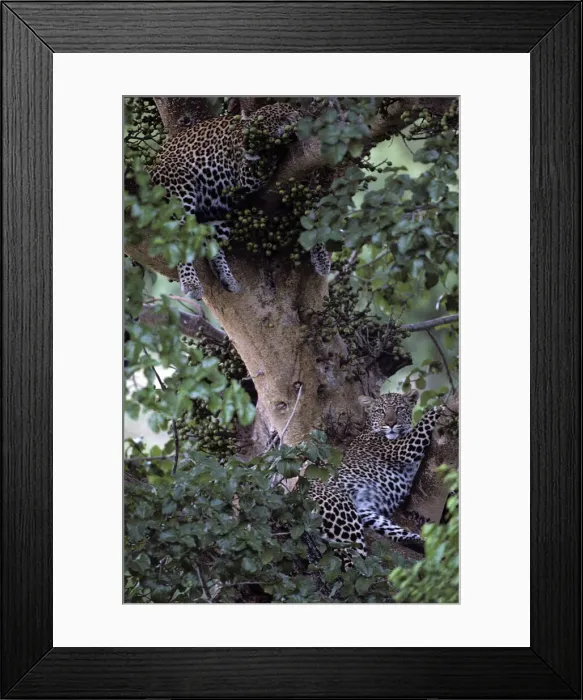 Framed Print : DDE-90020605