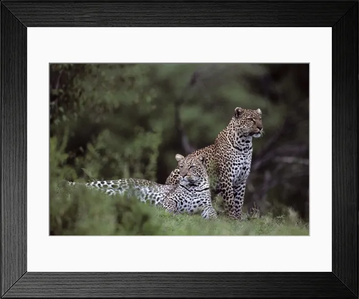 Framed Print : DDE-90020607 Framed Print : DDE-90020607
