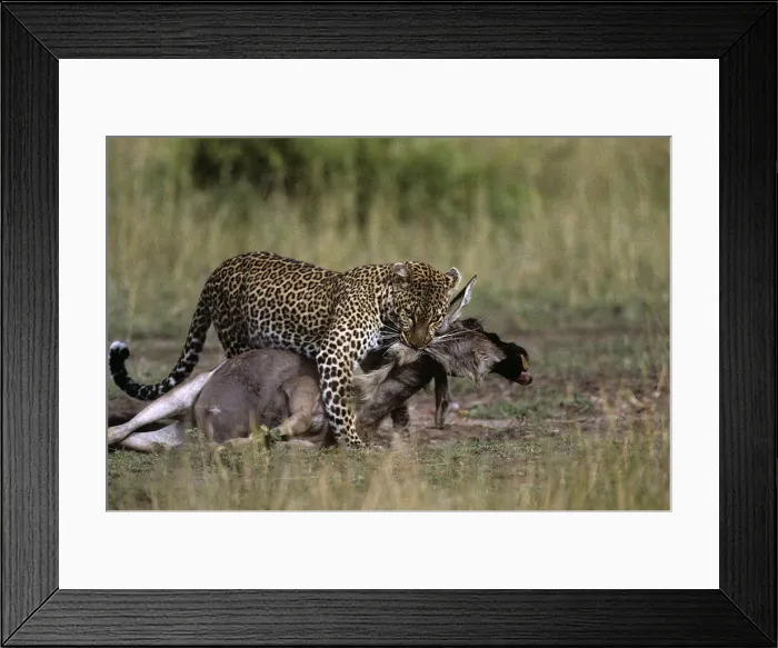 Framed Print : DDE-90020608 Framed Print : DDE-90020608