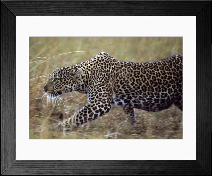 Framed Print : DDE-90020609 Framed Print : DDE-90020609