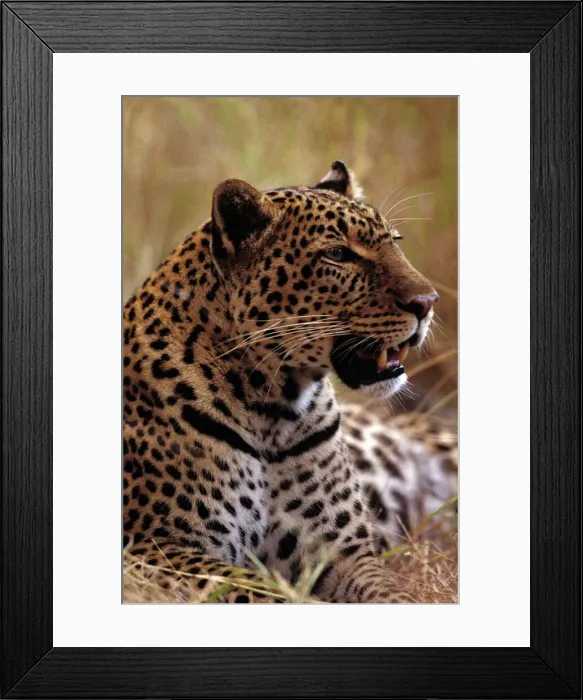 Framed Print : DDE-90020610 Framed Print : DDE-90020610