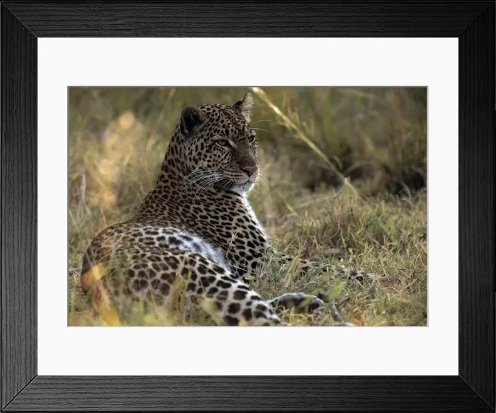 Framed Print : DDE-90020611
