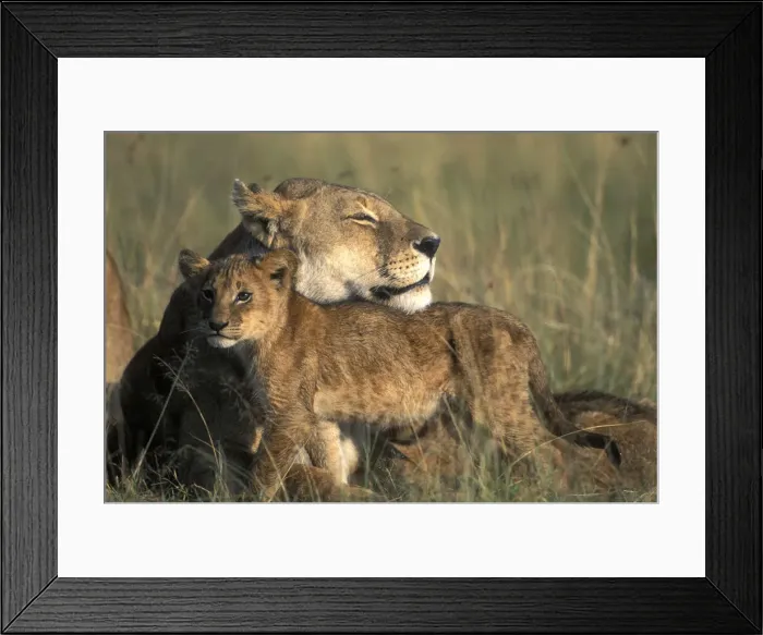 Framed Print : DDE-90020613 Framed Print : DDE-90020613