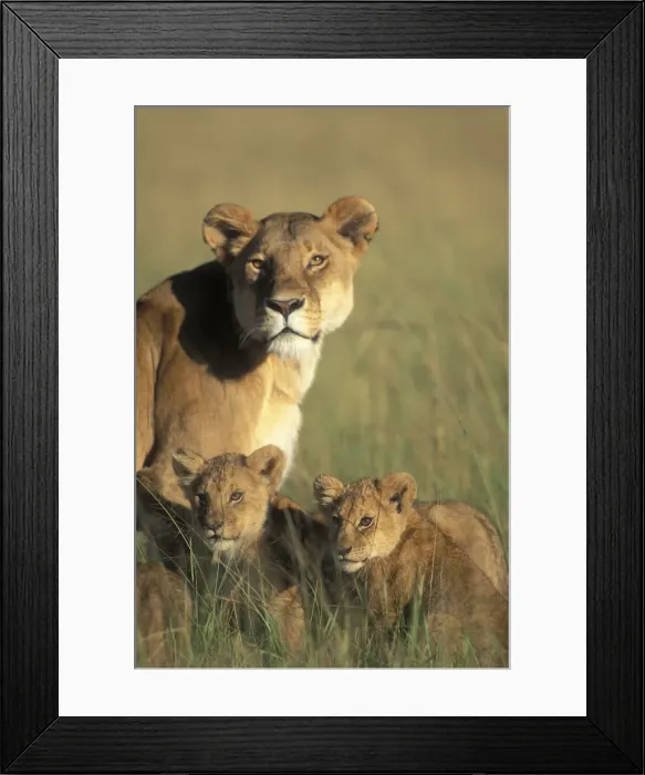 Framed Print : DDE-90020614 Framed Print : DDE-90020614