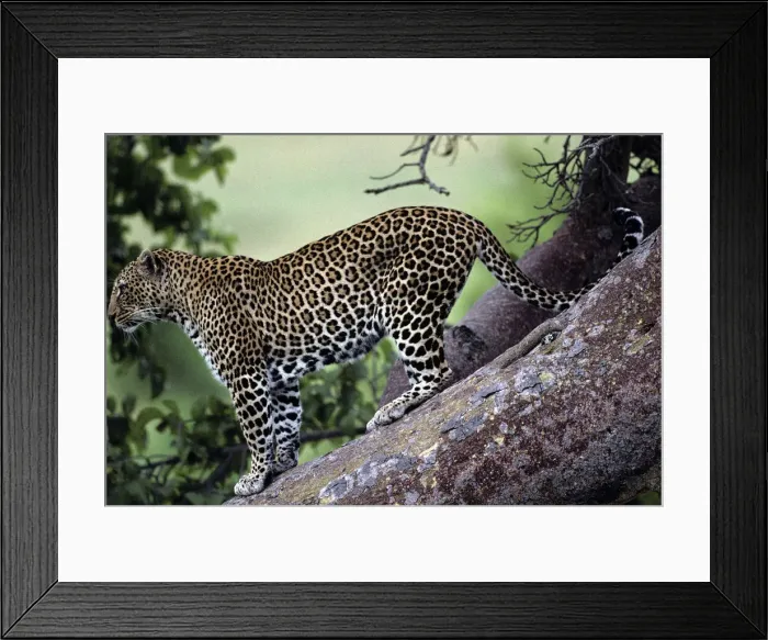 Framed Print : DDE-90020612 Framed Print : DDE-90020612