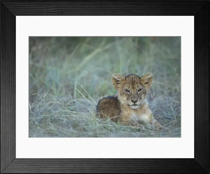 Framed Print : DDE-90020615