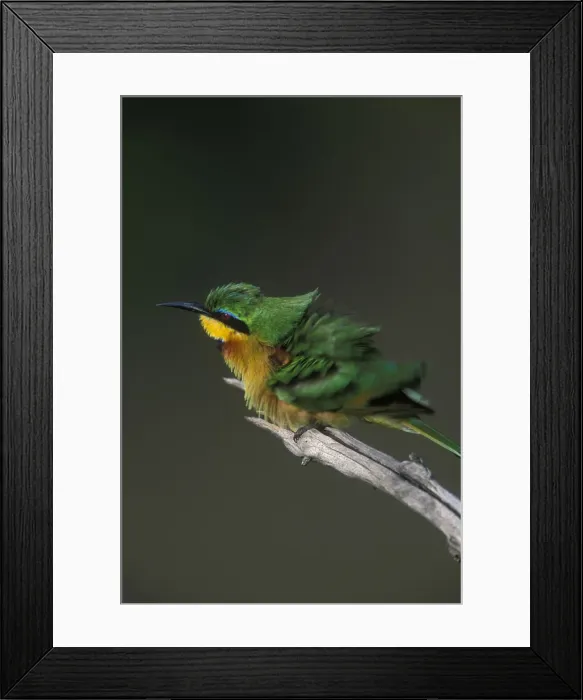 Framed Print : DDE-90020617 Framed Print : DDE-90020617