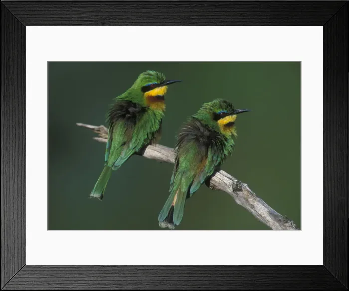 Framed Print : DDE-90020618 Framed Print : DDE-90020618