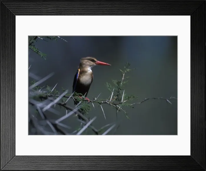 Framed Print : DDE-90020619 Framed Print : DDE-90020619