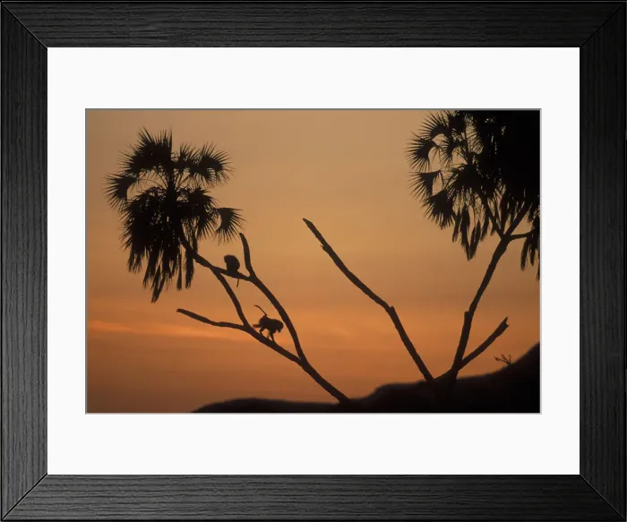 Framed Print : DDE-90020620 Framed Print : DDE-90020620