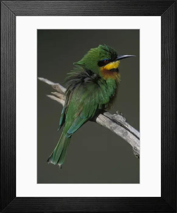 Framed Print : DDE-90020616 Framed Print : DDE-90020616