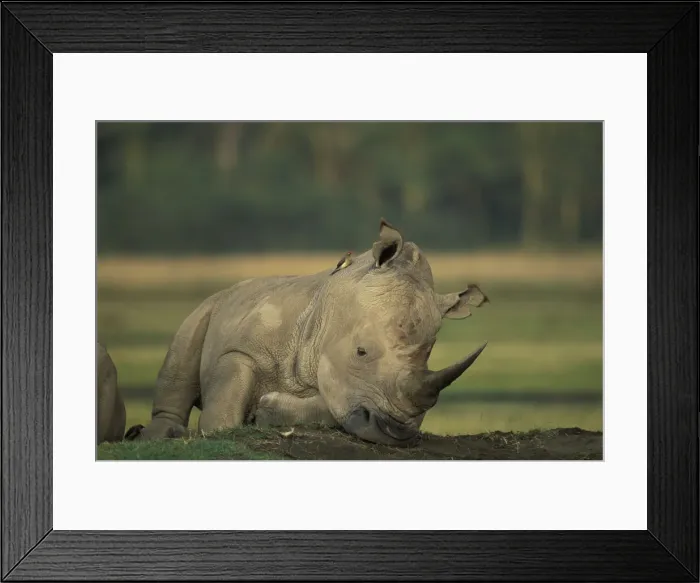 Framed Print : DDE-90020625 Framed Print : DDE-90020625