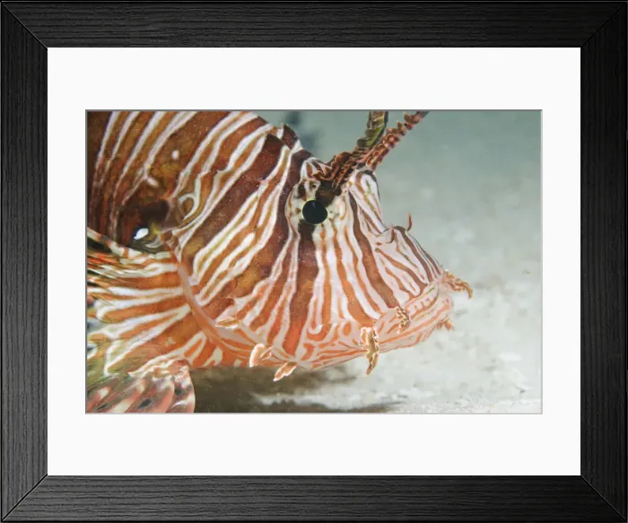 Framed Print : DDE-90020626 Framed Print : DDE-90020626