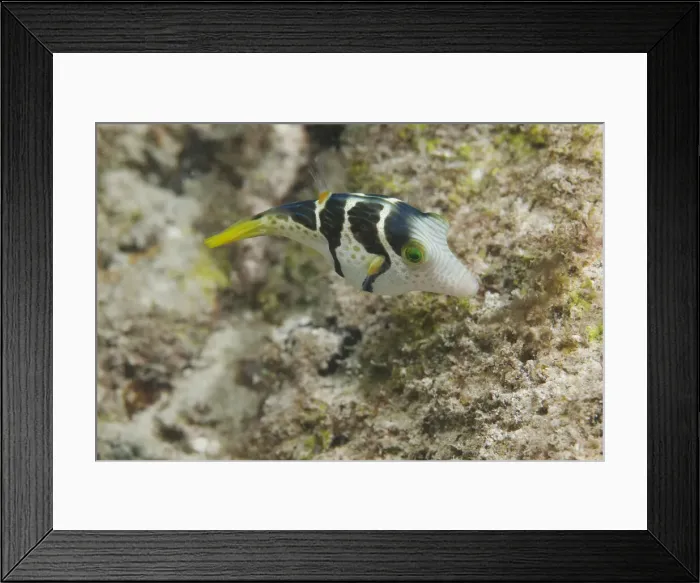 Framed Print : DDE-90020628 Framed Print : DDE-90020628