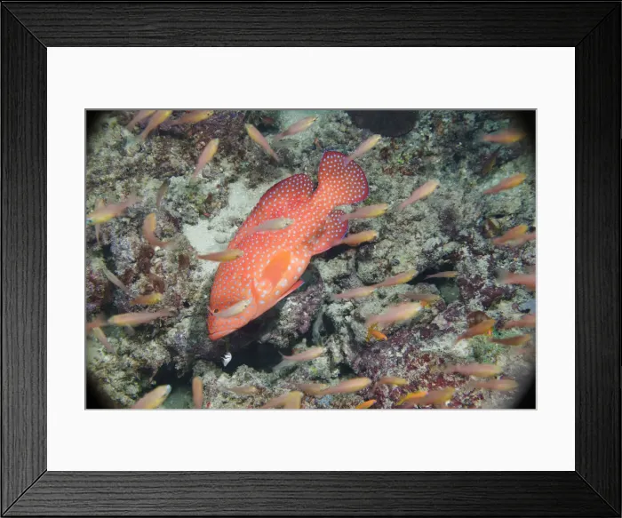 Framed Print : DDE-90020627 Framed Print : DDE-90020627