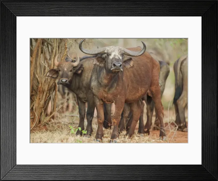 Framed Print : DDE-90020633 Framed Print : DDE-90020633