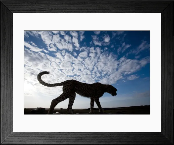 Framed Print : DDE-90020635 Framed Print : DDE-90020635