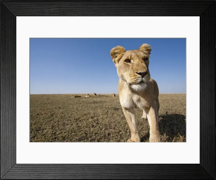 Framed Print : DDE-90020637 Framed Print : DDE-90020637