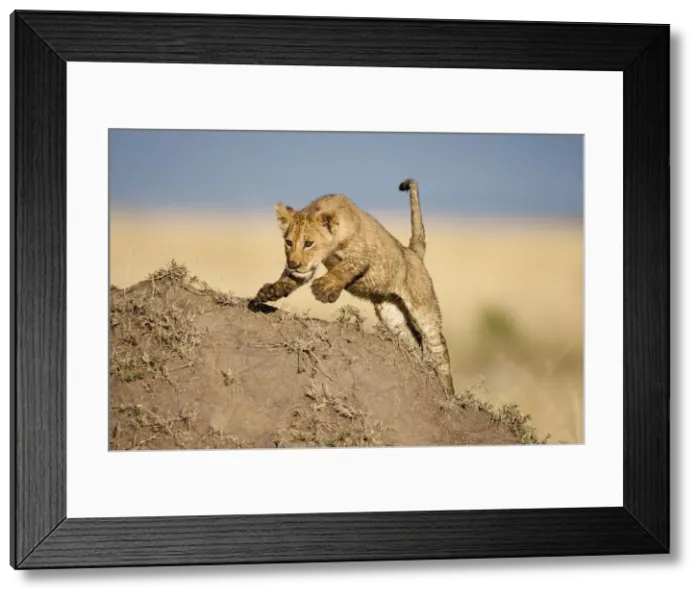 Framed Print : DDE-90020638 Framed Print : DDE-90020638
