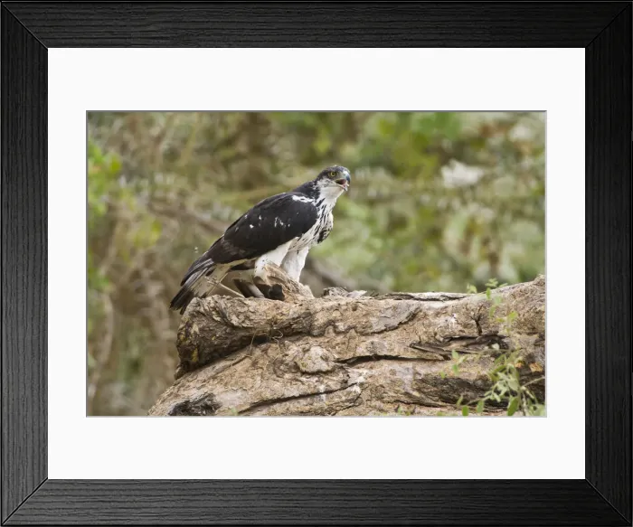 Framed Print : DDE-90020639 Framed Print : DDE-90020639