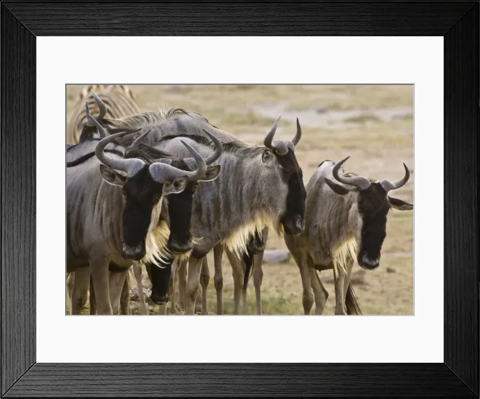 Framed Print : DDE-90020640 Framed Print : DDE-90020640