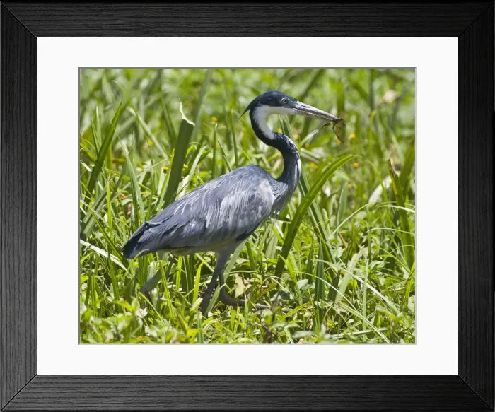 Framed Print : DDE-90020641 Framed Print : DDE-90020641