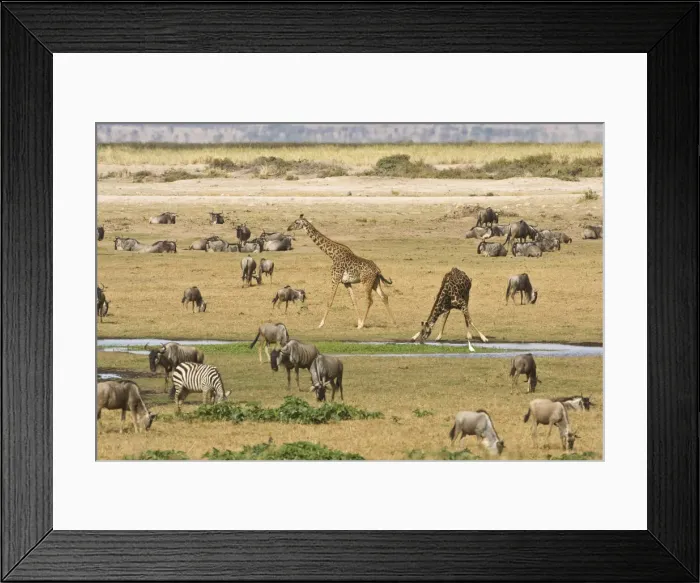 Framed Print : DDE-90020642 Framed Print : DDE-90020642