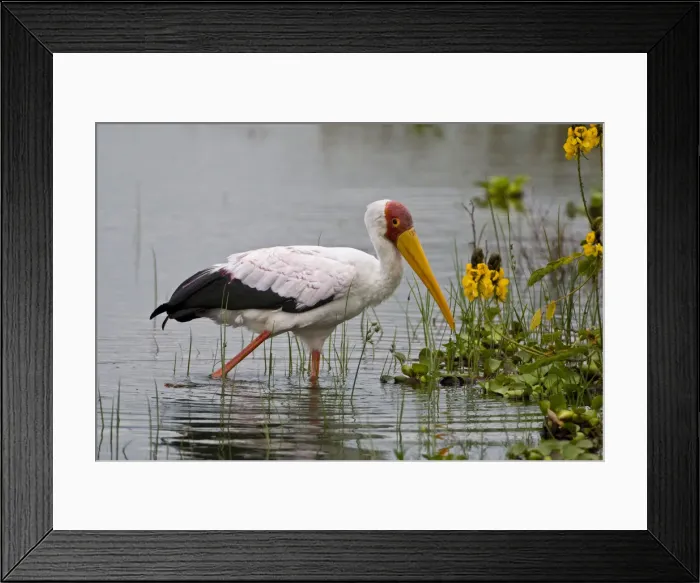 Framed Print : DDE-90020646 Framed Print : DDE-90020646