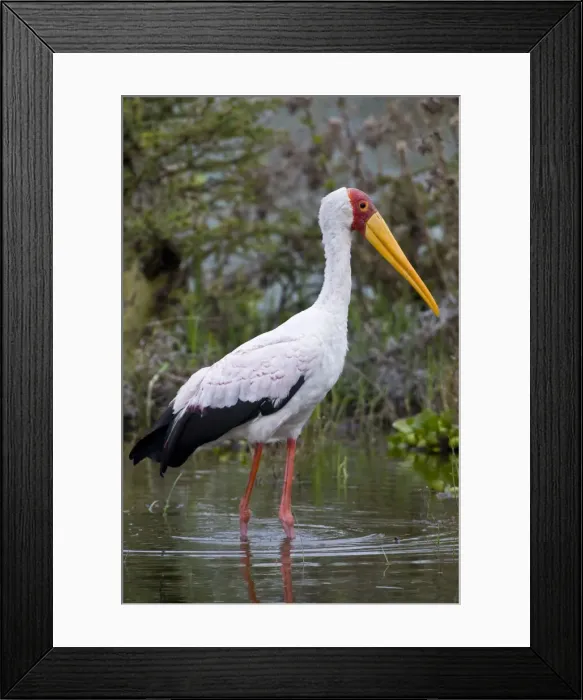 Framed Print : DDE-90020647 Framed Print : DDE-90020647