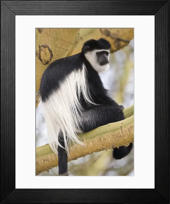 Framed Print : DDE-90020645 Framed Print : DDE-90020645