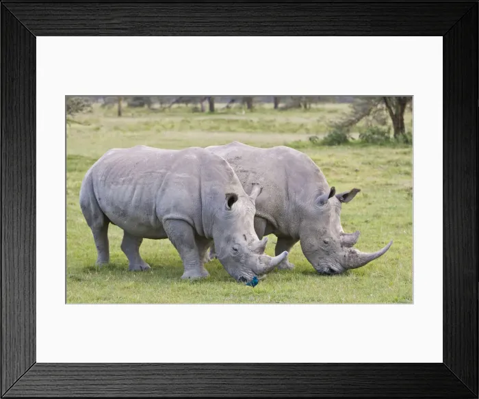 Framed Print : DDE-90020649