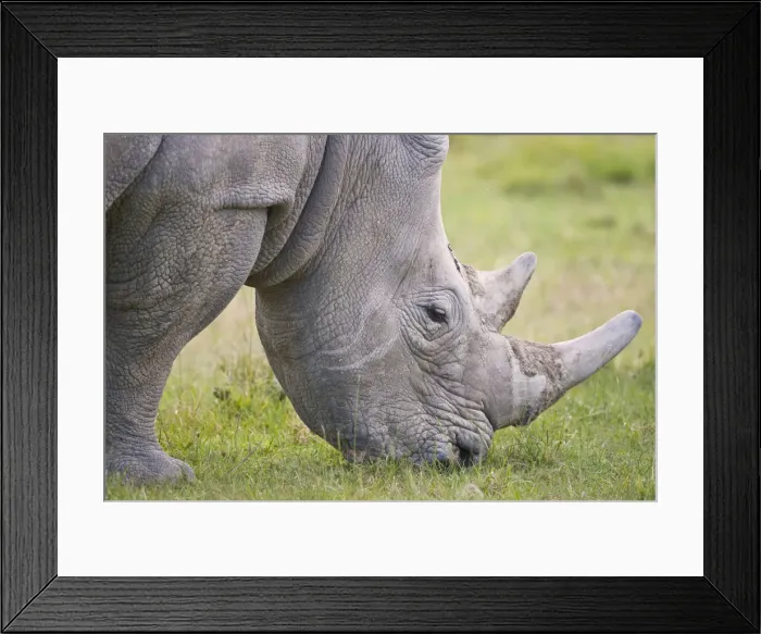 Framed Print : DDE-90020650 Framed Print : DDE-90020650