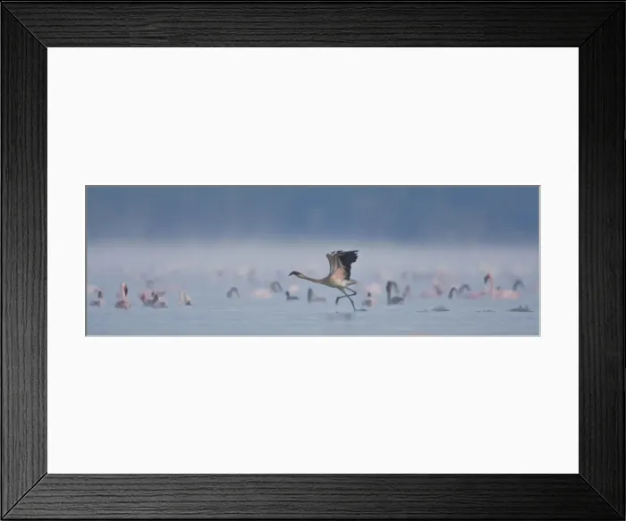 Framed Print : DDE-90020651 Framed Print : DDE-90020651