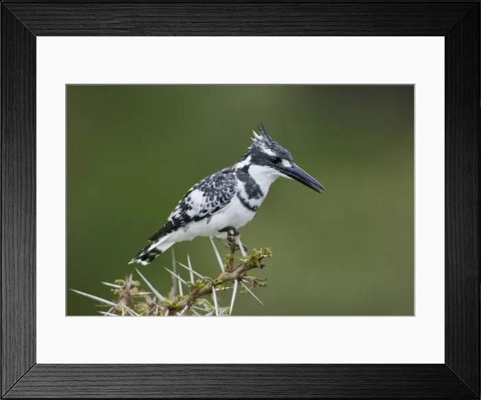 Framed Print : DDE-90020648 Framed Print : DDE-90020648