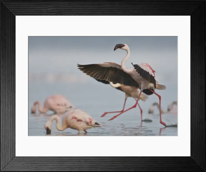 Framed Print : DDE-90020653 Framed Print : DDE-90020653