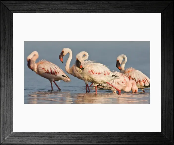 Framed Print : DDE-90020654 Framed Print : DDE-90020654