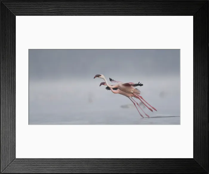 Framed Print : DDE-90020652