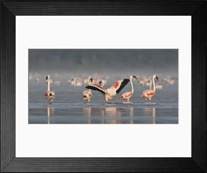 Framed Print : DDE-90020656 Framed Print : DDE-90020656
