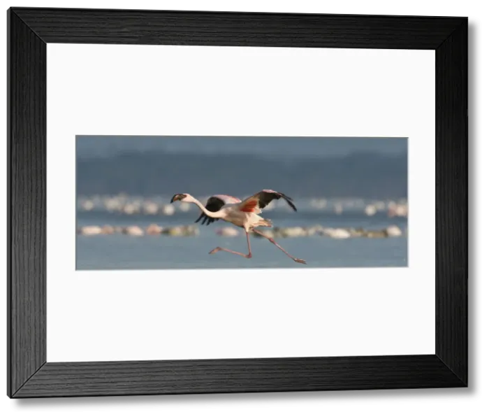 Framed Print : DDE-90020657 Framed Print : DDE-90020657