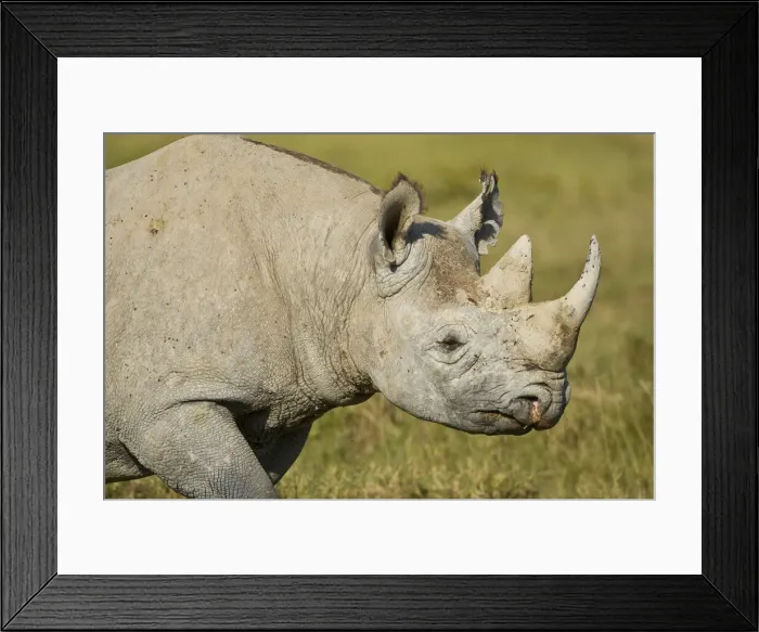 Framed Print : DDE-90020655