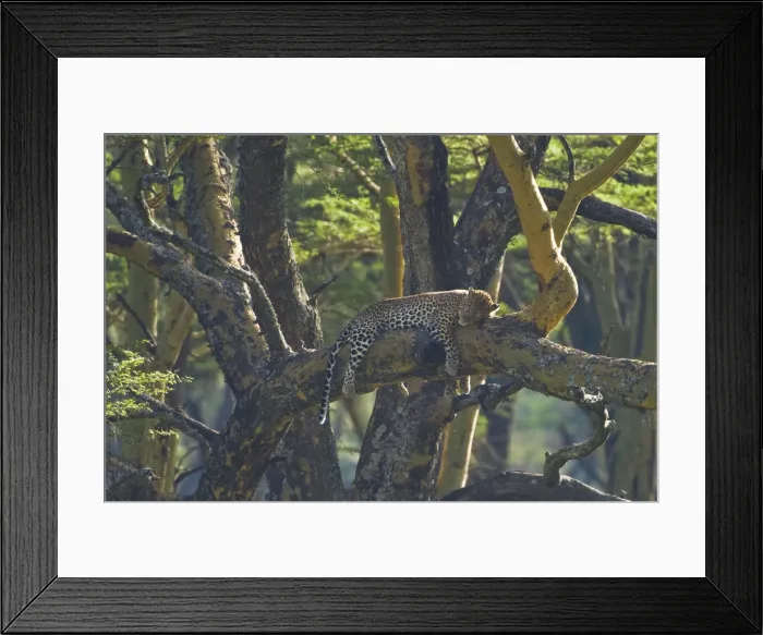 Framed Print : DDE-90020659 Framed Print : DDE-90020659