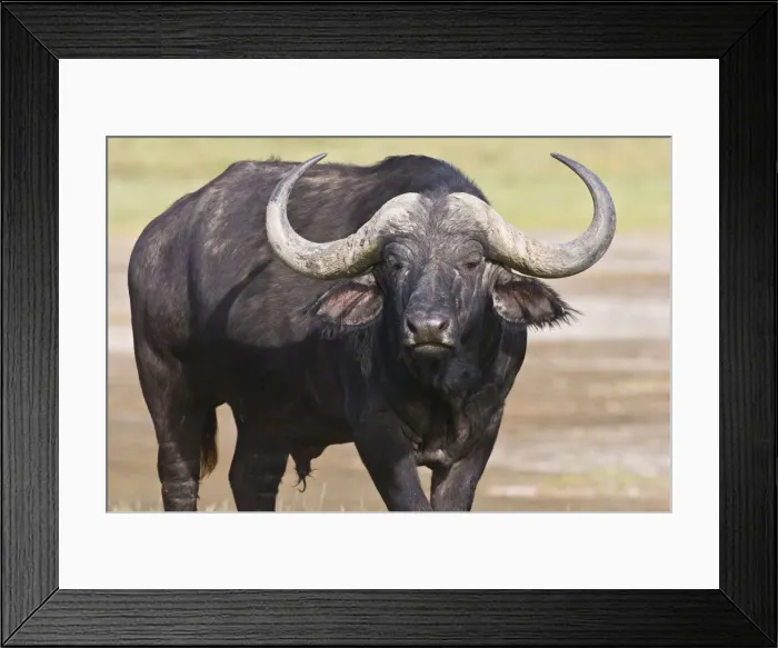 Framed Print : DDE-90020660 Framed Print : DDE-90020660