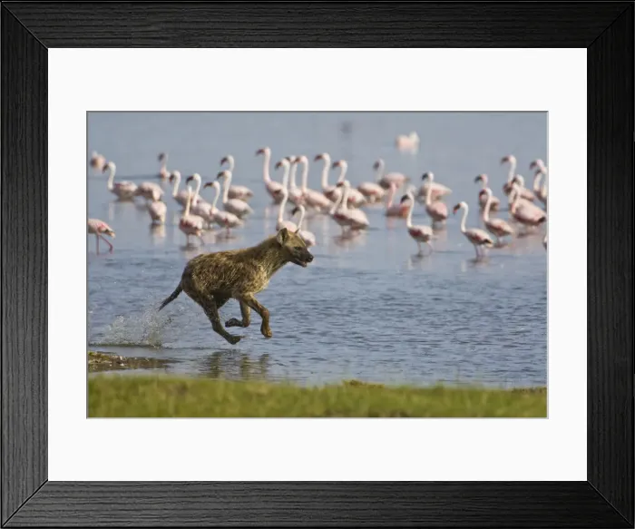 Framed Print : DDE-90020661 Framed Print : DDE-90020661