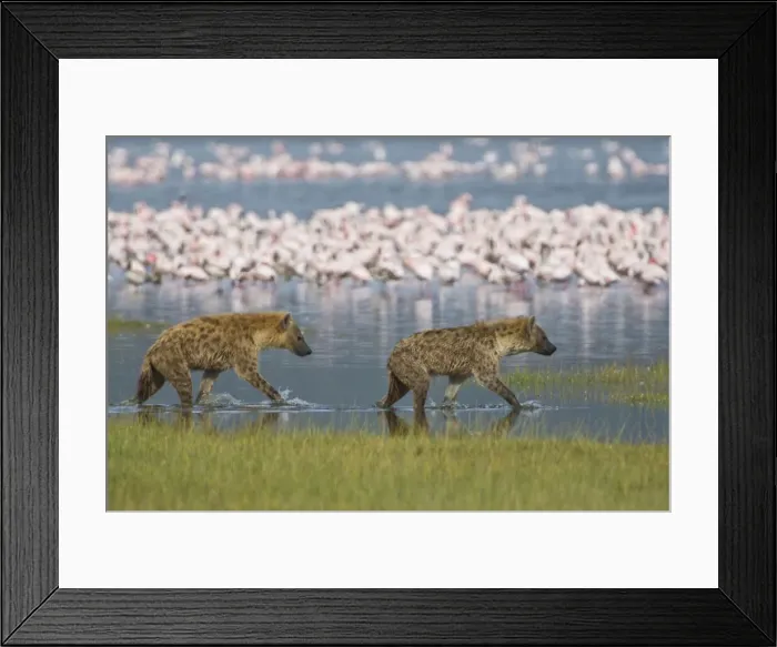 Framed Print : DDE-90020662 Framed Print : DDE-90020662